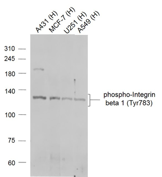 Phospho-Integrin beta 1 (Tyr783) Rabbit Polyclonal Antibody