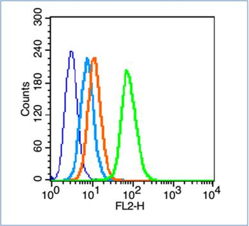 Phospho-TFRC (Ser24) Rabbit Polyclonal Antibody