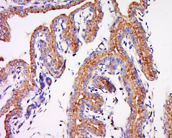 TRH Receptor Rabbit Polyclonal Antibody