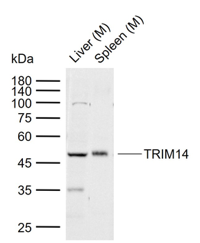 TRIM14 Rabbit Polyclonal Antibody