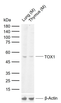 TOX1 Rabbit Polyclonal Antibody
