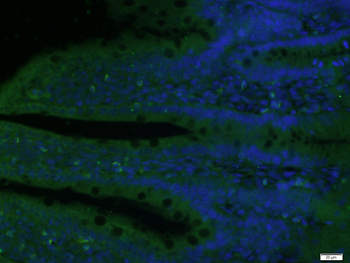 TET3 Rabbit Polyclonal Antibody