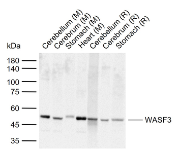WASF3 Rabbit Polyclonal Antibody
