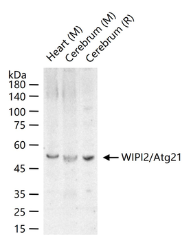 WIPI2/Atg21 Rabbit Polyclonal Antibody