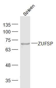 ZUFSP Rabbit Polyclonal Antibody