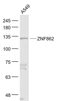 ZNF862 Rabbit Polyclonal Antibody