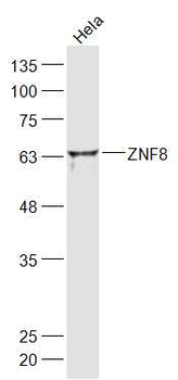 ZNF8 Rabbit Polyclonal Antibody