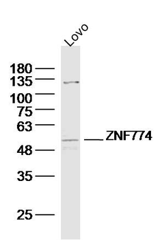 ZNF774 Rabbit Polyclonal Antibody