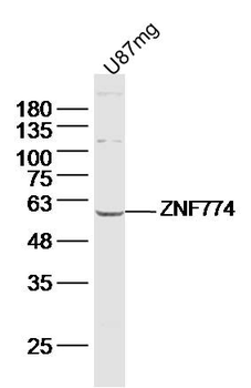 ZNF774 Rabbit Polyclonal Antibody