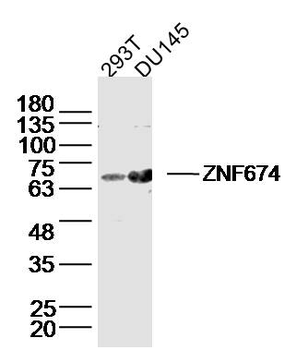 ZNF674 Rabbit Polyclonal Antibody