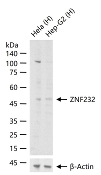ZNF232 Rabbit Polyclonal Antibody