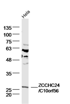 ZCCHC24/C10orf56 Rabbit Polyclonal Antibody