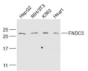 FNDC5 Rabbit Polyclonal Antibody