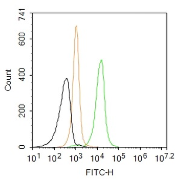 Otoferlin Rabbit Polyclonal Antibody (FITC)