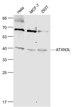 ATXN3L Rabbit Polyclonal Antibody