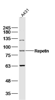 Repetin Rabbit Polyclonal Antibody