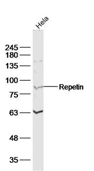 Repetin Rabbit Polyclonal Antibody