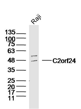C2orf24 Rabbit Polyclonal Antibody