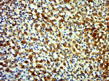 ECRG4 Rabbit Polyclonal Antibody