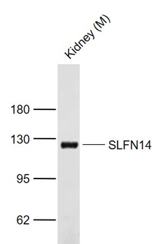 SLFN14 Rabbit Polyclonal Antibody