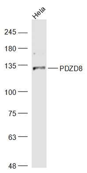 PDZD8 Rabbit Polyclonal Antibody