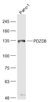 PDZD8 Rabbit Polyclonal Antibody