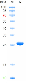 Recombinant human GLTP protein
