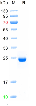 Recombinant human GOLGA1 protein, N-His