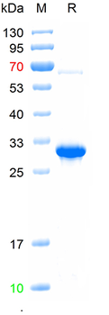 Recombinant mouse Wnt11 protein, N-Trx-His