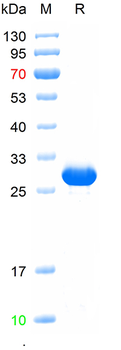 Recombinant human Rab11 protein, N-His