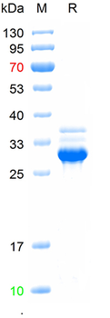 Recombinant human DAGLB protein, N-His