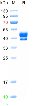 Recombinant human NGFR protein, C-His (HEK293)