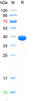 Recombinant Single-stranded DNA-binding protein (T4 Gp32)