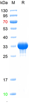 Recombinant human MTOR protein, N-His