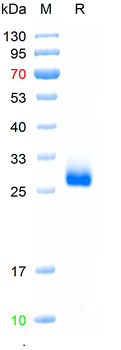 Recombinant mouse Klrb1c protein, C-His (HEK293)