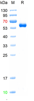 Recombinant rabbit CD40L protein (HEK293)