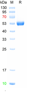 Recombinant human CD40L protein (HEK293)
