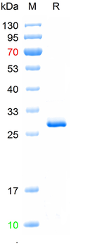 Recombinant human alpha 2 Macroglobulin protein