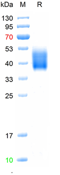 Recombinant human Fc gamma RIIIA/CD16a (F176, S197P) Protein, C-His(HEK293)
