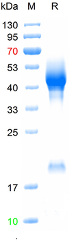 Recombinant human F2 protein, C-His (HEK293)