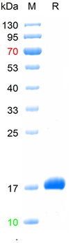 Recombinant human ITGB3 protein, N-His