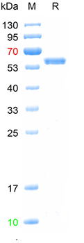 Recombinant mouse CD40L protein (HEK293),N-His