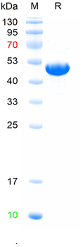Recombinant human KCNA3 protein, N-Trx&His