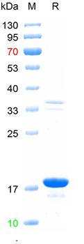 Recombinant human IL-18 protein