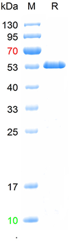 Recombinant human DDIT3 protein, N-GST