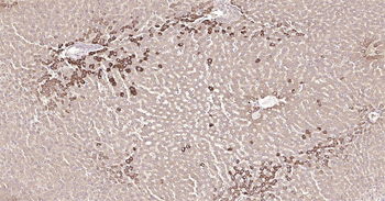 Rat SYVN1 Ready-To-Use IHC Kit
