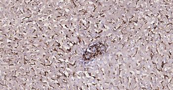 AIF1 Ready-To-Use IHC Kit