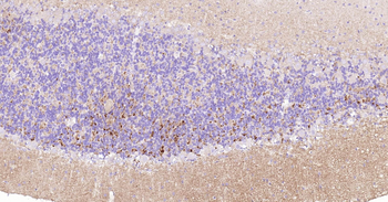 Rat SYP Ready-To-Use IHC Kit