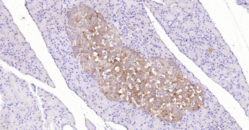 SYP Ready-To-Use IHC Kit