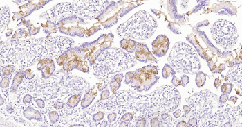 Human MUC2 Ready-To-Use IHC Kit